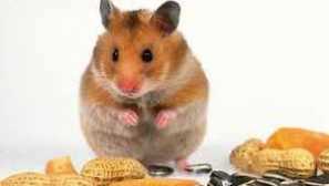 Какво може да се хранят хамстер у дома